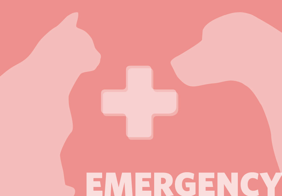 Animal emergency service Mallorca